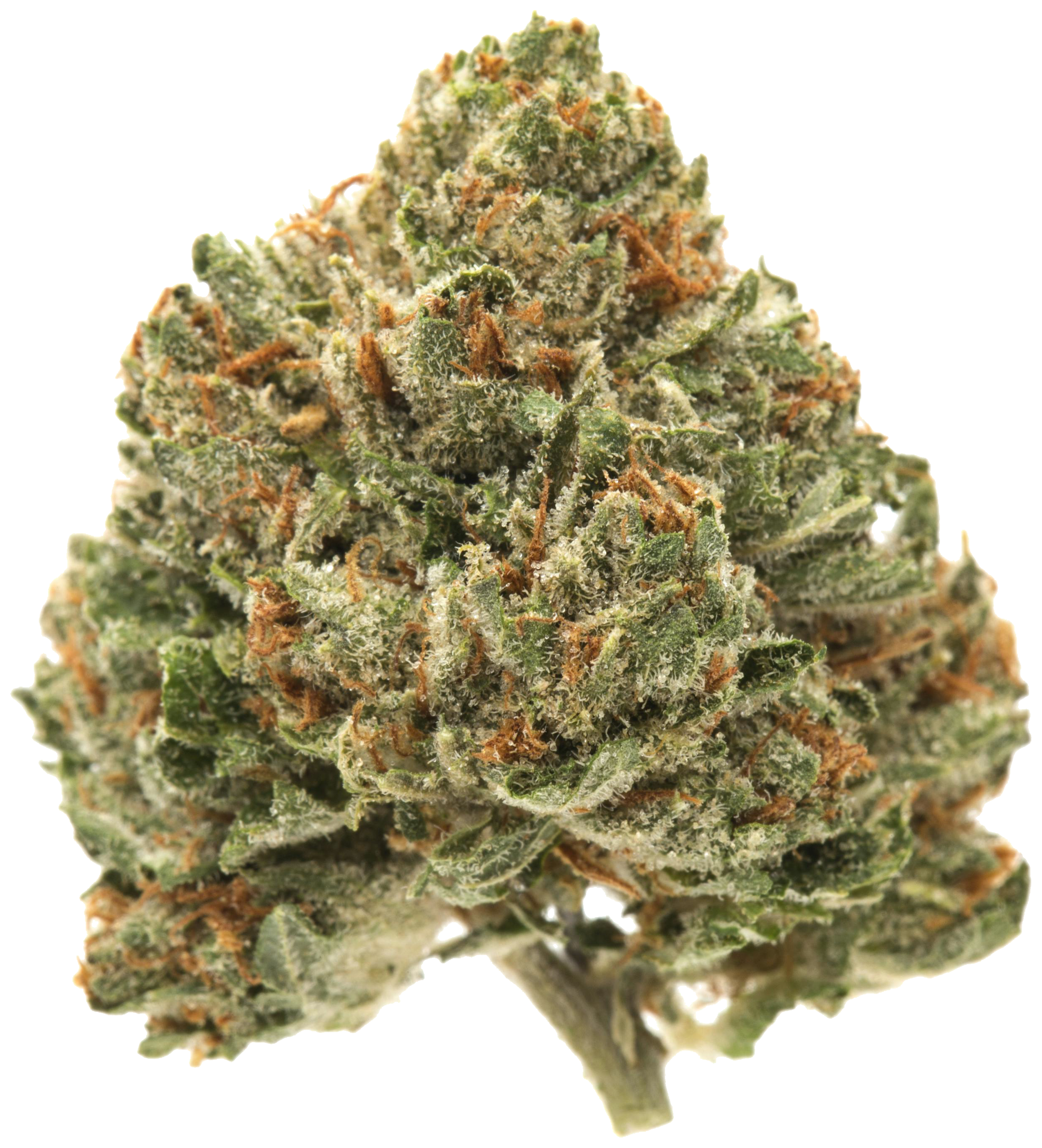 Master Kush