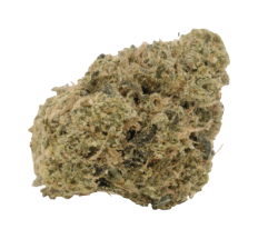 White Widow X